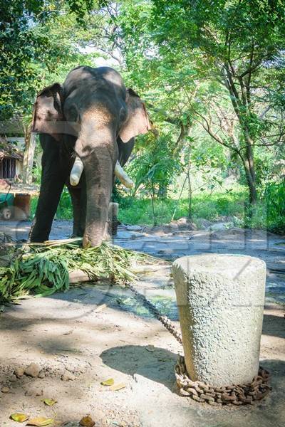 Elephants chained up at Punnathur Kota elephant camp near Guruvayur temple, used for temples and religious festivals