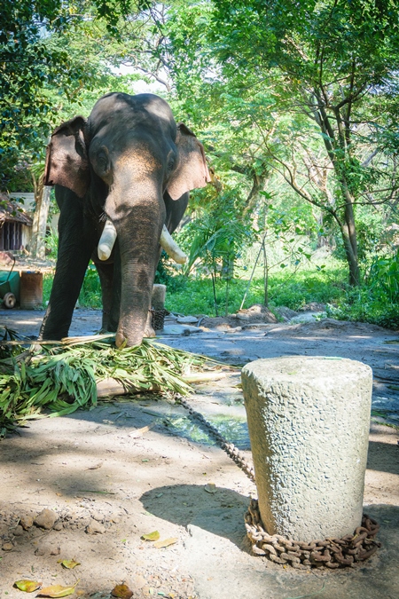 Elephants chained up at Punnathur Kota elephant camp near Guruvayur temple, used for temples and religious festivals