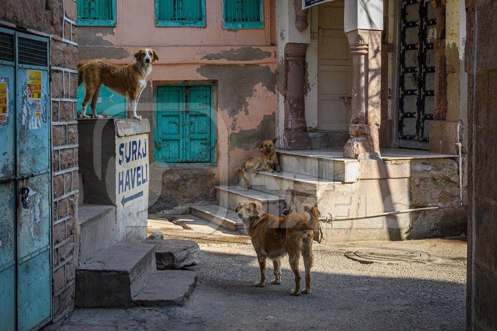 Three Indian street dogs or stray pariah dogs in the street in the urban city of Jodhpur, India, 2022