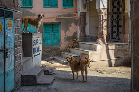 Three Indian street dogs or stray pariah dogs in the street in the urban city of Jodhpur, India, 2022