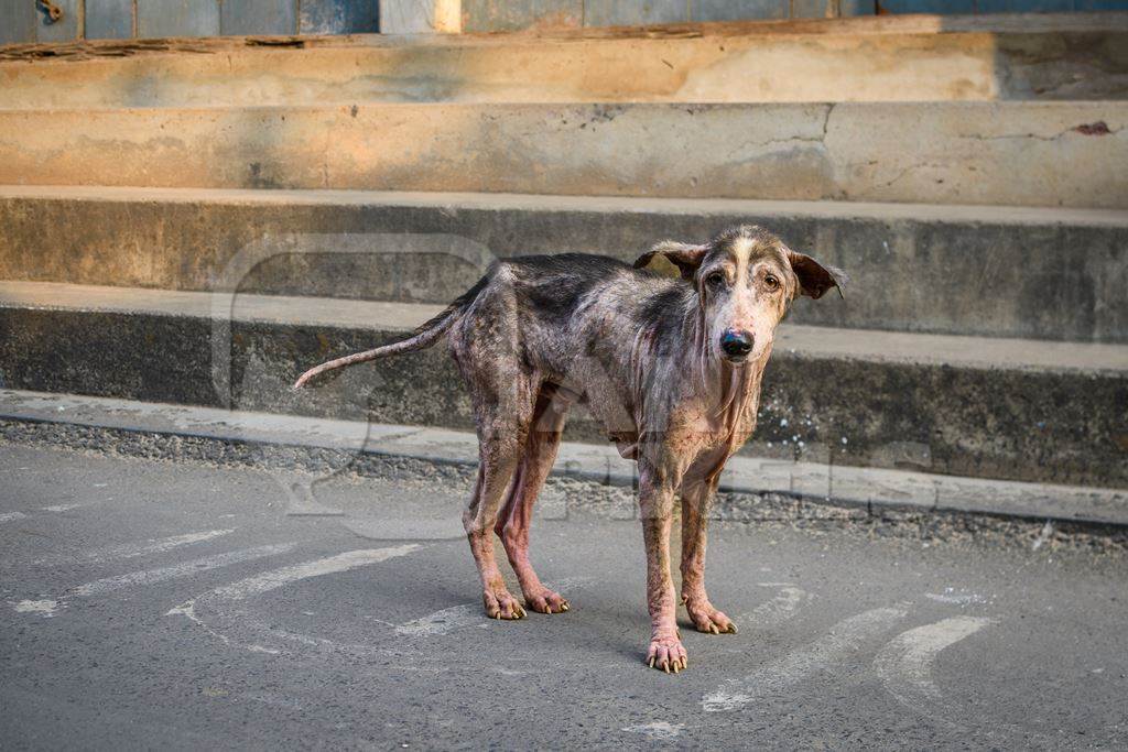 Indian street dog or stray pariah dog with mange or skin disease, Malvan, India, 2022