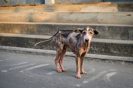 Indian street dog or stray pariah dog with mange or skin disease, Malvan, India, 2022