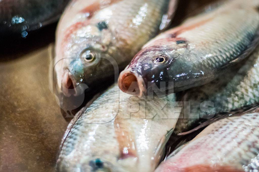 Alive fish on sale gasping in distress at the Mothers