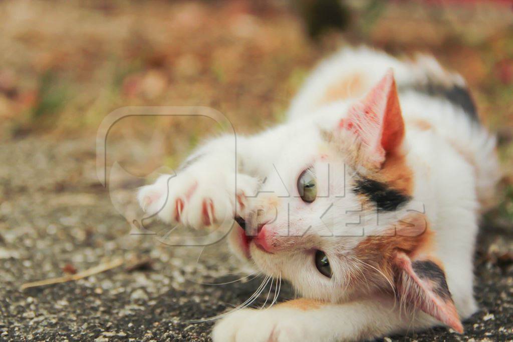 Calico kitten playing in street