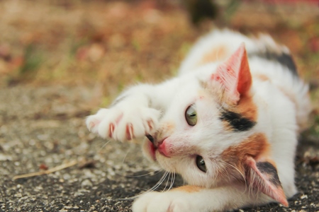 Calico kitten playing in street