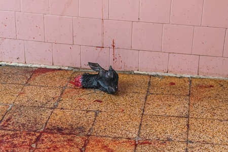 Head of Indian goat killed by religious slaughter or animal sacrifice by priests inside Kamakhya temple in Guwahati, Assam, India, 2018