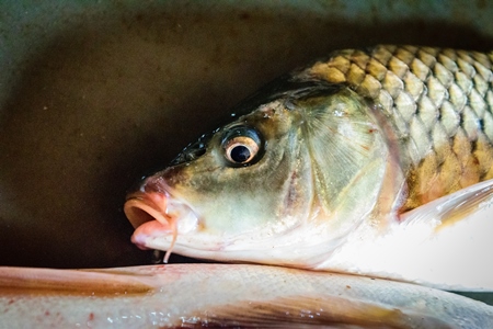 Alive fish on sale gasping in distress at the Mothers