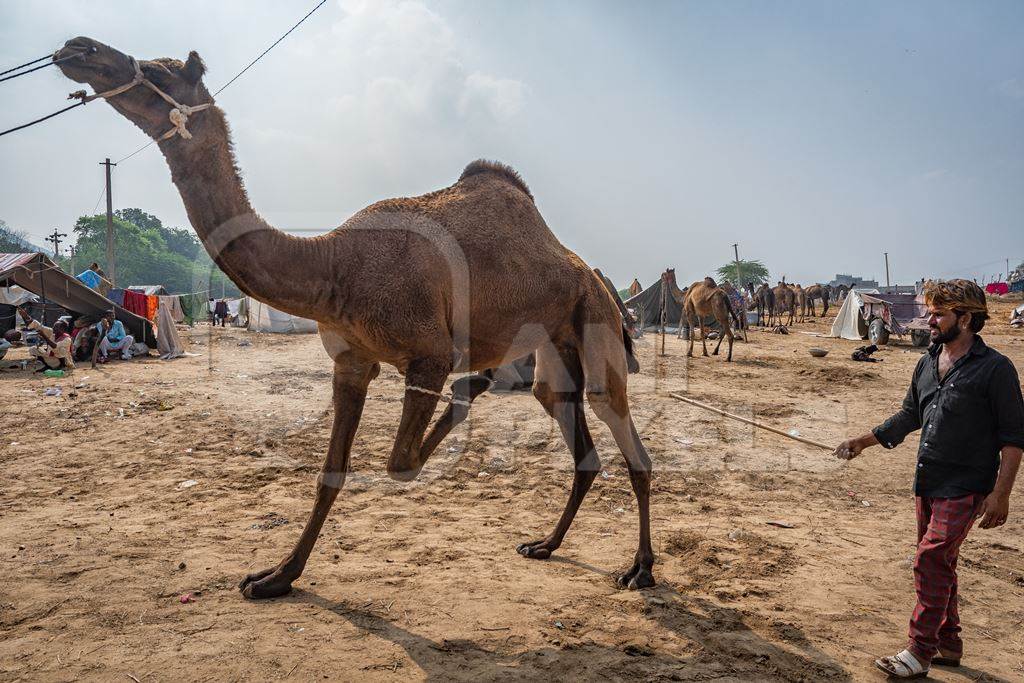 Camel with leg tied up and hit to train it to dance at Pushkar camel fair