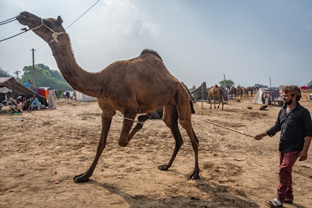 Camel with leg tied up and hit to train it to dance at Pushkar camel fair