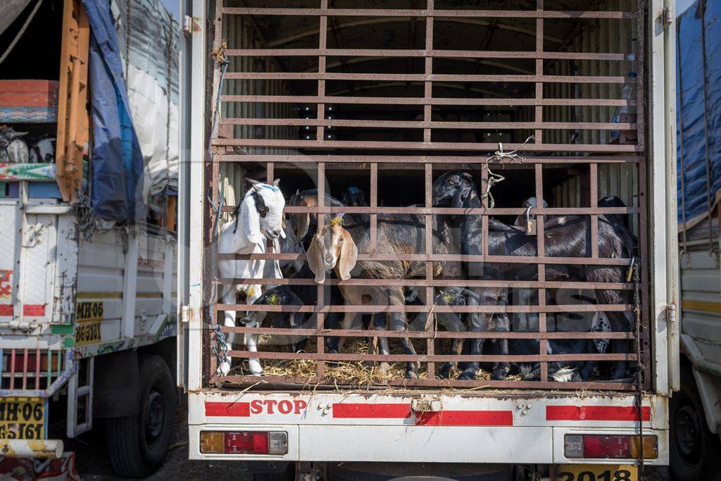 Indian goats in the back of a transport truck at Chakan Goat and Sheep market, Maharashtra, India, 2024