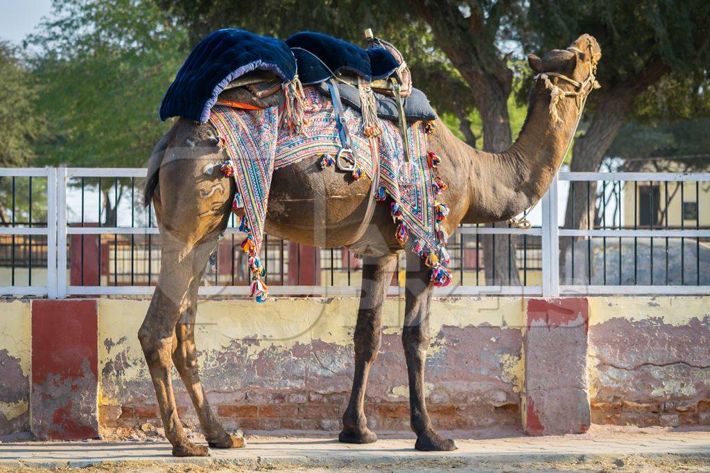 Camel in harness used for tourist rides