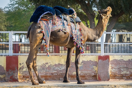 Camel in harness used for tourist rides