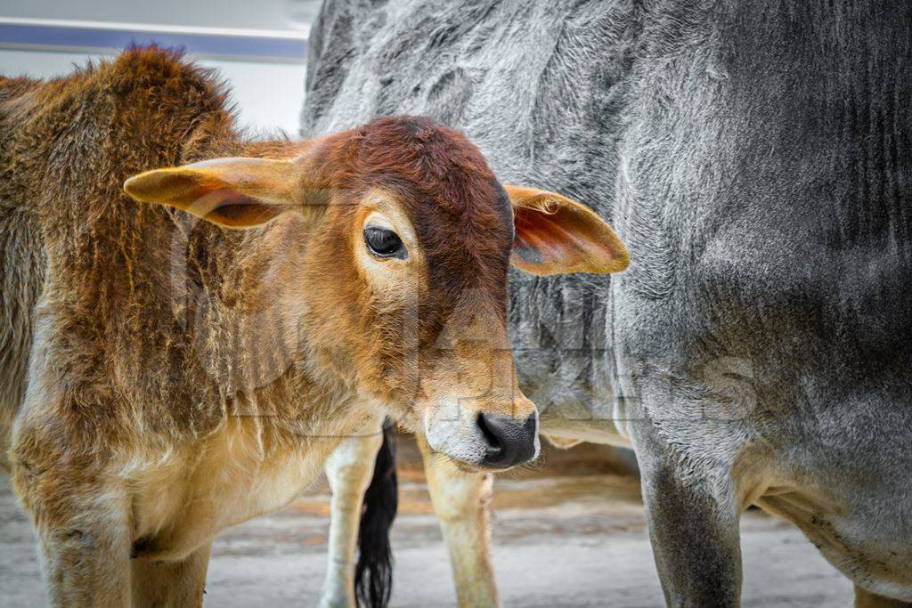 Street cows on street in Bikaner in Rajasthan