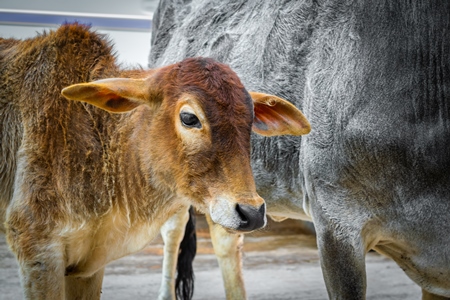 Street cows on street in Bikaner in Rajasthan