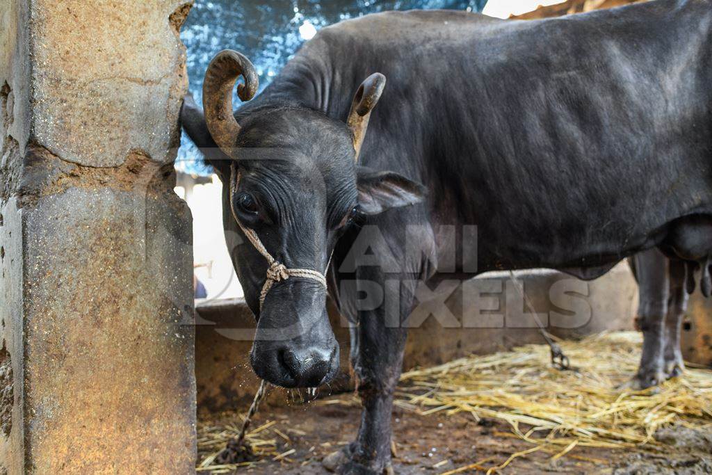 Indian buffalo tied up with a tight rope in a concrete shed on an urban dairy farm or tabela, Aarey milk colony, Mumbai, India, 2023