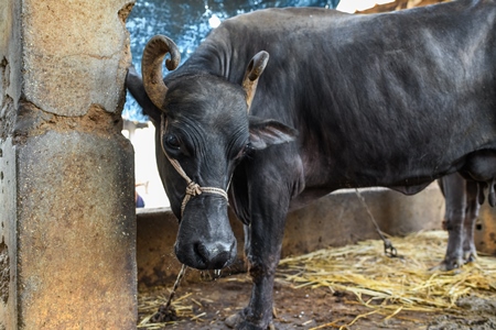 Indian buffalo tied up with a tight rope in a concrete shed on an urban dairy farm or tabela, Aarey milk colony, Mumbai, India, 2023