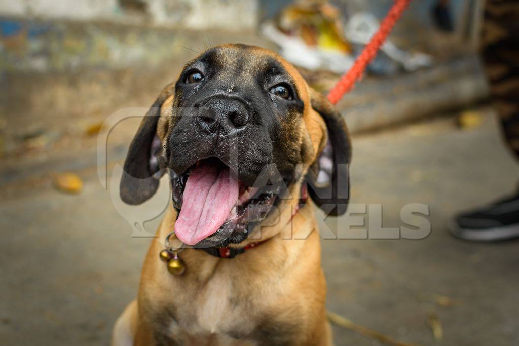 Pedigree or breed mastiff puppy dog on sale on the street by a dog seller at Galiff Street pet market, Kolkata, India, 2022
