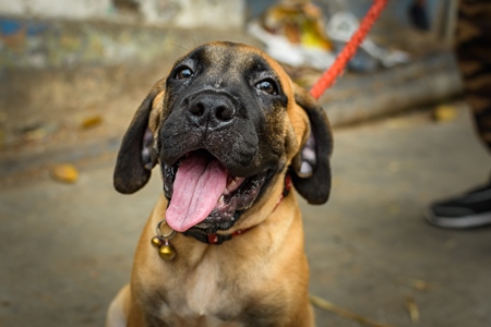 Pedigree or breed mastiff puppy dog on sale on the street by a dog seller at Galiff Street pet market, Kolkata, India, 2022