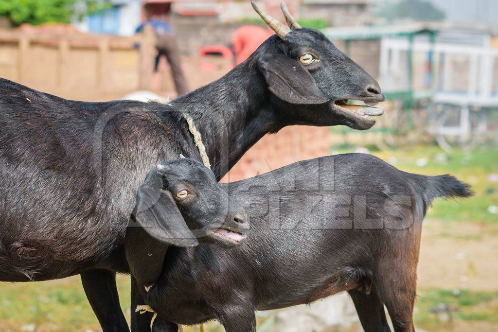 Two black goats mother and baby goat in a village in rural Bihar