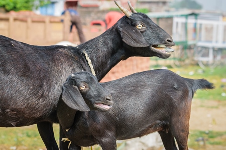 Two black goats mother and baby goat in a village in rural Bihar