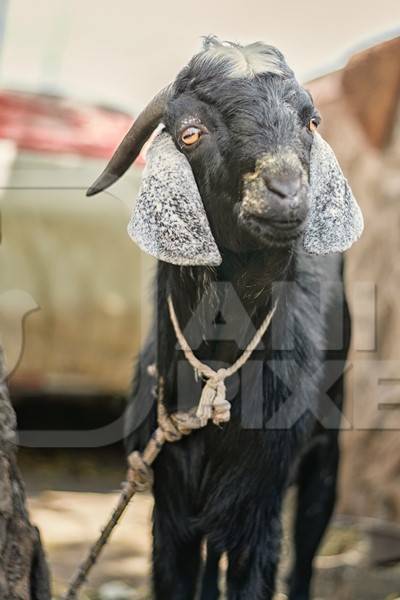 Black goat tied up outside a mutton shop in an urban city