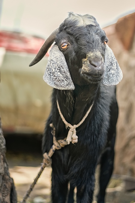 Black goat tied up outside a mutton shop in an urban city