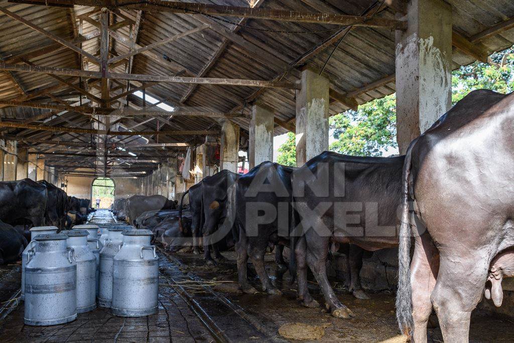 Milk cans or pails with Indian buffaloes tied up in a line in a concrete shed on an urban dairy farm or tabela, Aarey milk colony, Mumbai, India, 2023