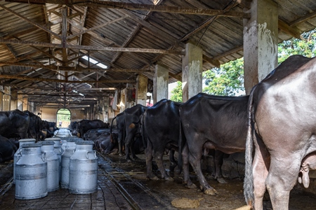 Milk cans or pails with Indian buffaloes tied up in a line in a concrete shed on an urban dairy farm or tabela, Aarey milk colony, Mumbai, India, 2023