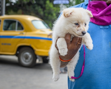 Pedigree or breed puppy dog held up by dog seller on the street at Galiff Street pet market, Kolkata, India, 2022