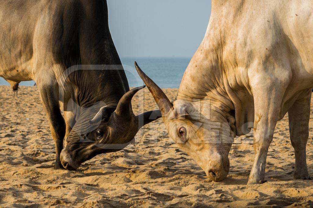 Street cows on beach in Goa in India with blue sky background and  sand