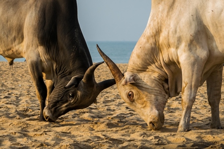 Street cows on beach in Goa in India with blue sky background and  sand