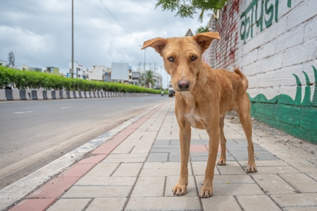 Ginger indian street dog looking at the camera on an urban city street