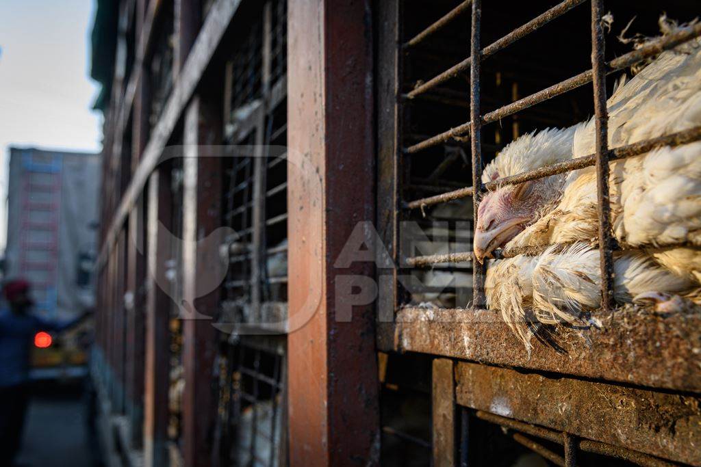 Sick or ill Indian broiler chicken in a cage on a large transport trucks at Ghazipur murga mandi, Ghazipur, Delhi, India, 2022