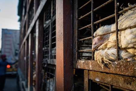 Sick or ill Indian broiler chicken in a cage on a large transport trucks at Ghazipur murga mandi, Ghazipur, Delhi, India, 2022