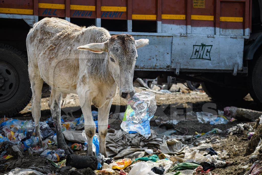 Indian street cow eating plastic bags on a garbage dump, Ghazipur, Delhi, India, 2022