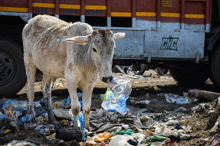 Indian street cow eating plastic bags on a garbage dump, Ghazipur, Delhi, India, 2022