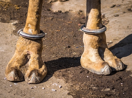 Close up of feet of brown working camel on city street in Bikaner in Rajasthan