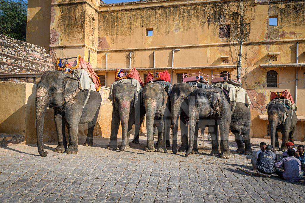 Captive Indian or Asian elephants waiting for tourists to give elephant rides up to Amber Palace, Jaipur, Rajasthan, India, 2022