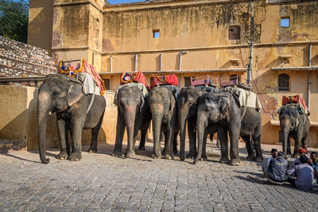 Captive Indian or Asian elephants waiting for tourists to give elephant rides up to Amber Palace, Jaipur, Rajasthan, India, 2022