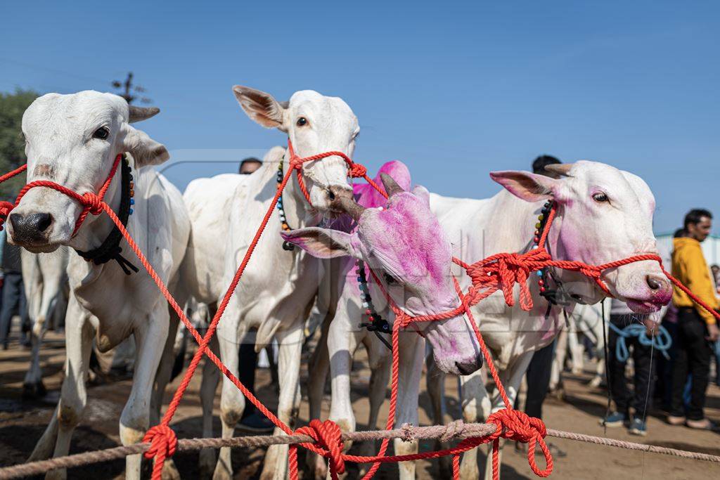 A line of Indian bullocks tied to a rope at Chakan Cow and Buffalo Market, Maharashtra, India, 2024