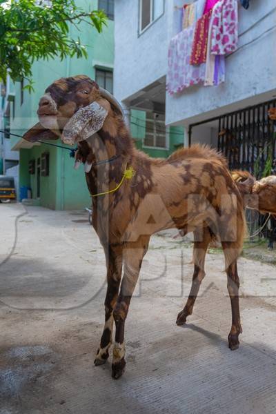 Mottled brown goat tied up outside houses waiting for religious slaughter at Eid in an urban city in Maharashtra