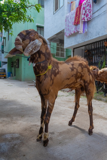 Mottled brown goat tied up outside houses waiting for religious slaughter at Eid in an urban city in Maharashtra