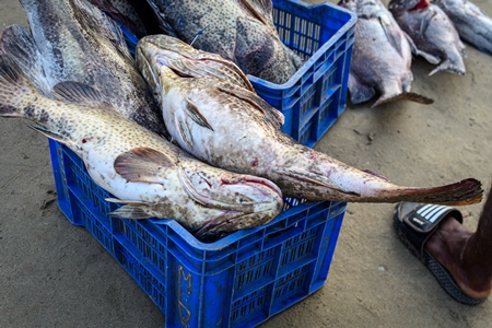 Dead Indian grouper or reefcod fish at Malvan fish market on beach in Malvan, Maharashtra, India, 2022