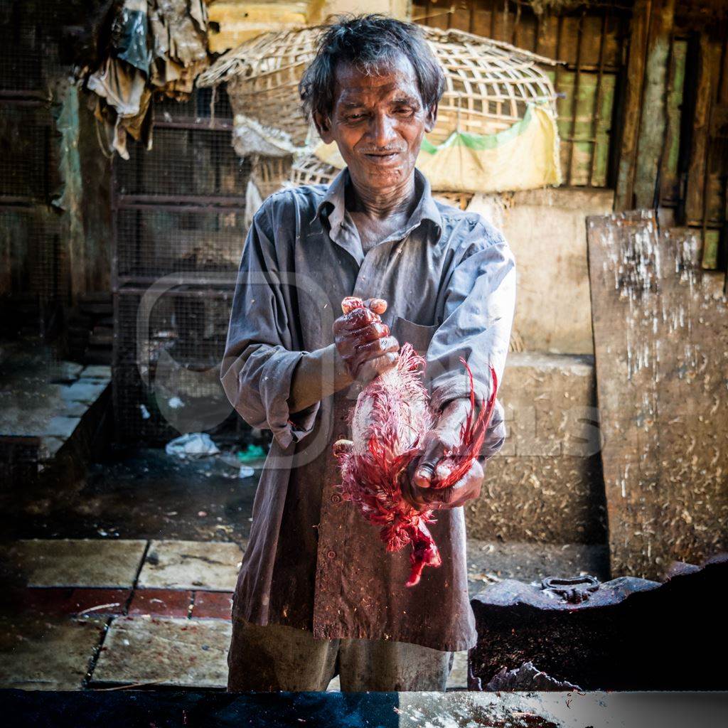 Worker ripping feathers off Indian broiler chicken at Crawford meat market, Mumbai, India, 2016