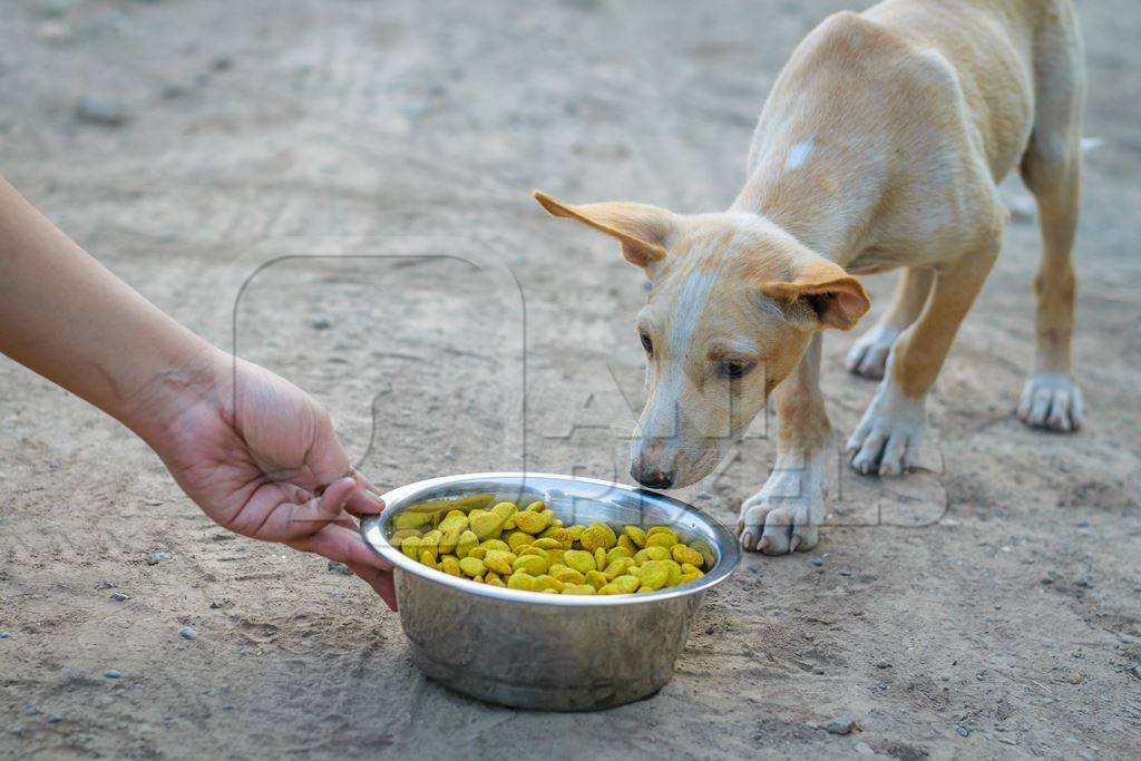 Volunteer feeding a street puppy  with a metal bowl of dry dog food