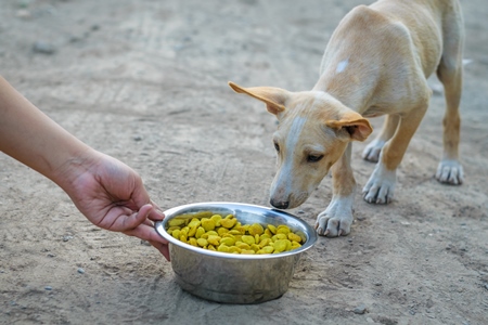Volunteer feeding a street puppy  with a metal bowl of dry dog food