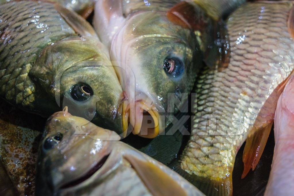 Alive fish on sale gasping in distress at the Mothers