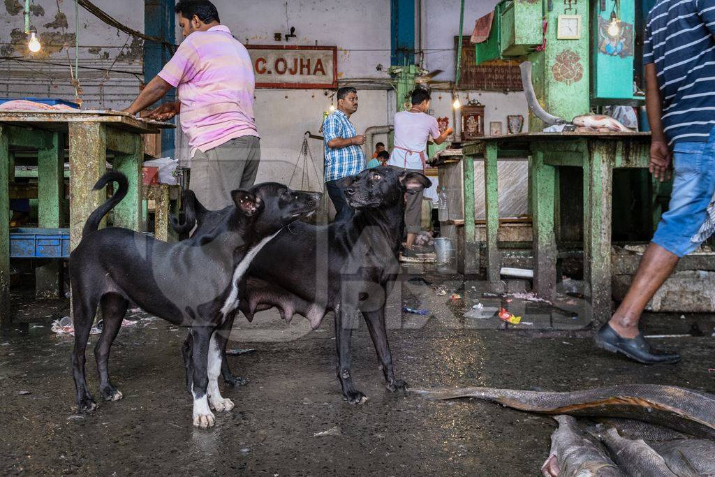 Indian street or stray pariah dogs inside a fish market at New Market, Kolkata, India, 2022