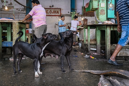Indian street or stray pariah dogs inside a fish market at New Market, Kolkata, India, 2022