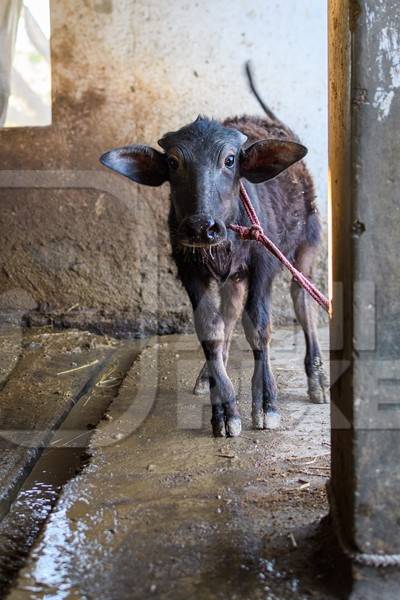 Farmed Indian buffalo calf tied up alone on an urban dairy farm or tabela, Aarey milk colony, Mumbai, India, 2023